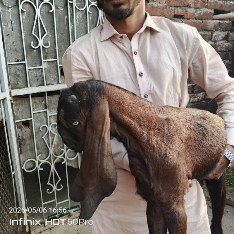 Desi bachy 12