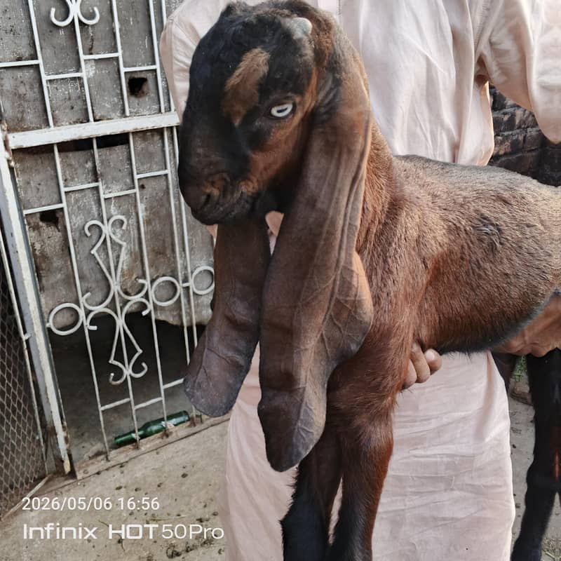 Desi bachy 13