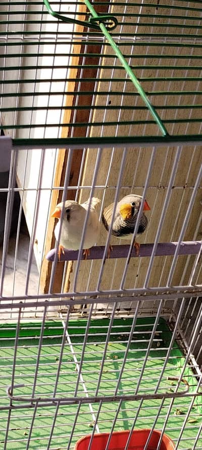 zebra finch breeder pair with 3 chicks