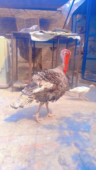 TURKEY BREEDER PAIR WITH CHICKS