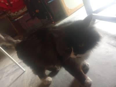 i want to sell this cat