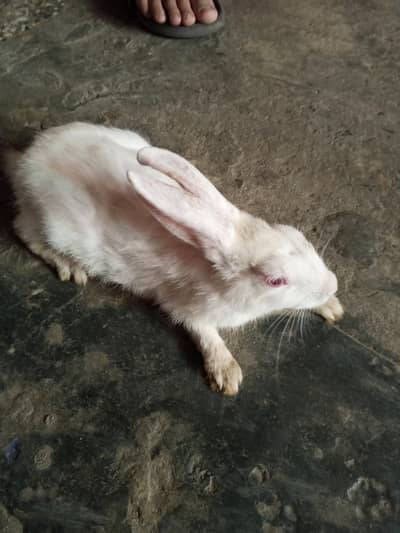 4 Cute Rabbits for Sale