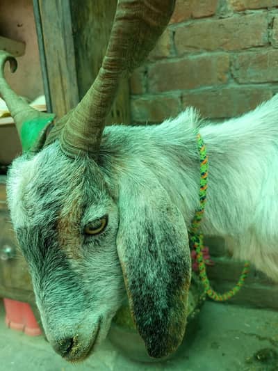 Pahari Bakra