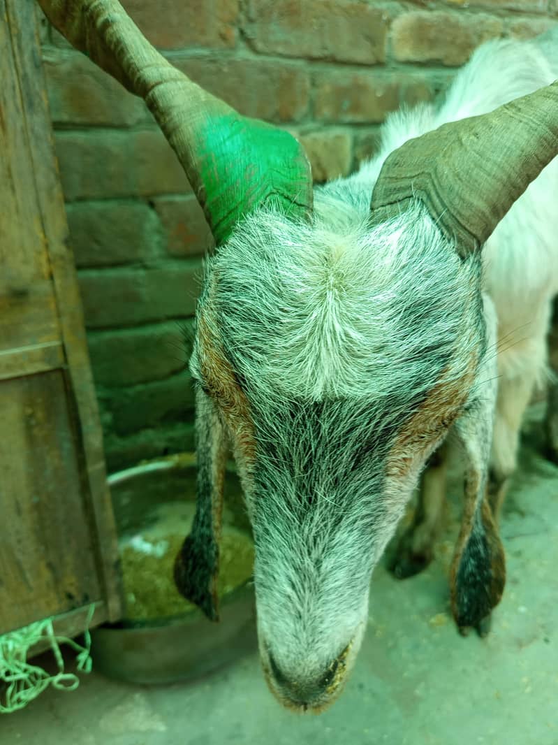 Pahari Bakra 2