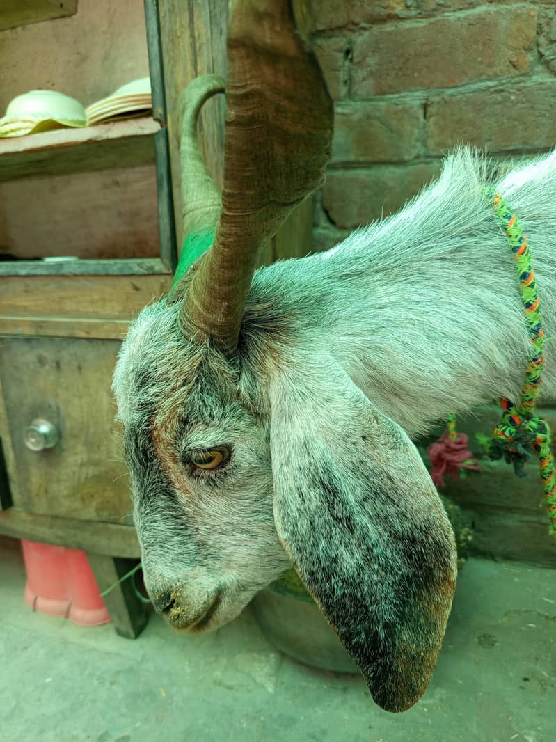 Pahari Bakra 3