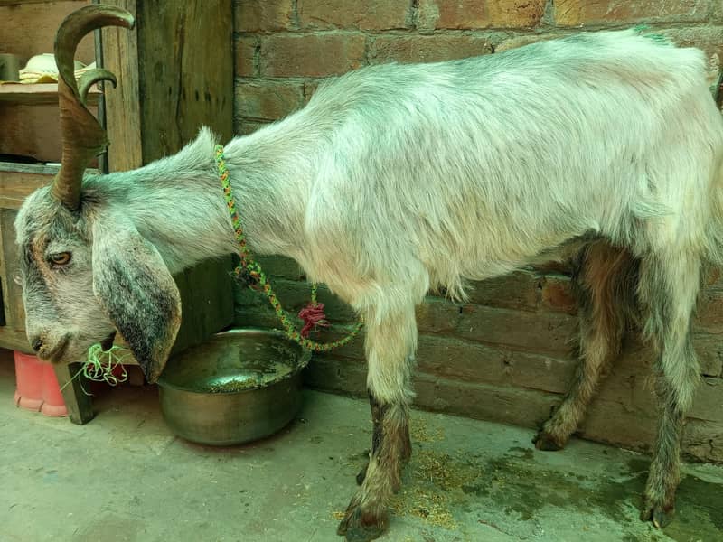 Pahari Bakra 4