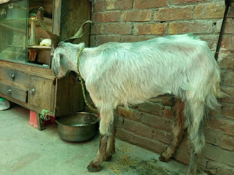 Pahari Bakra 6