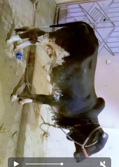 cow and Bull