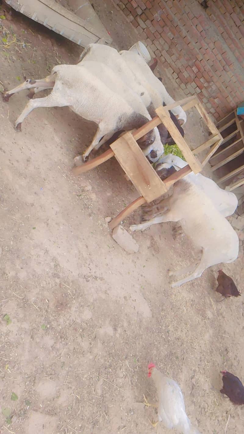 Sheep 0