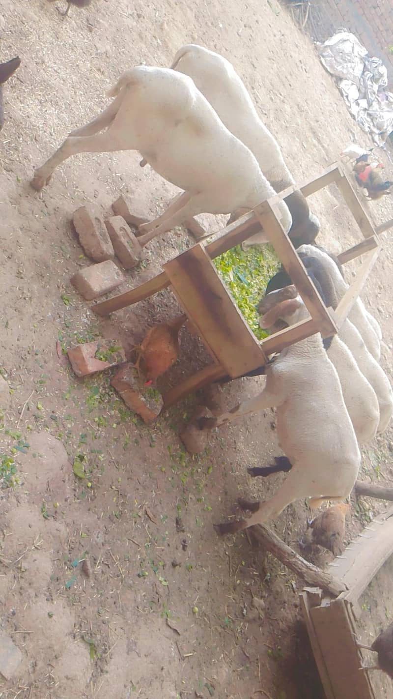 Sheep 1