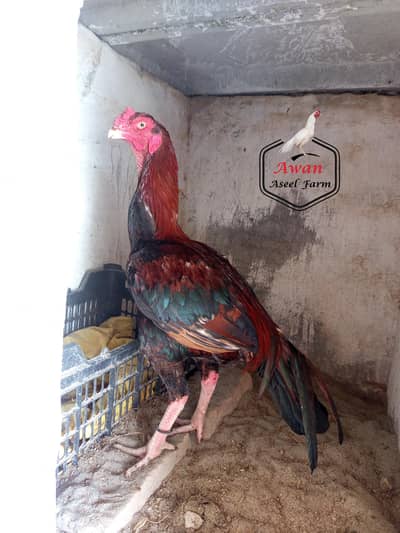 Aseel Patha available for sale