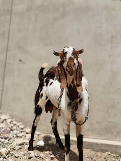 Makka cheeni Breader for sale