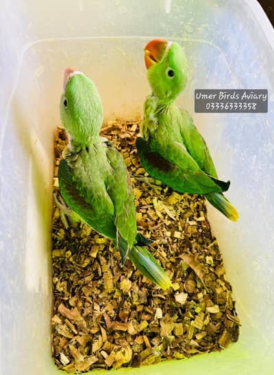 Raw parrot chicks