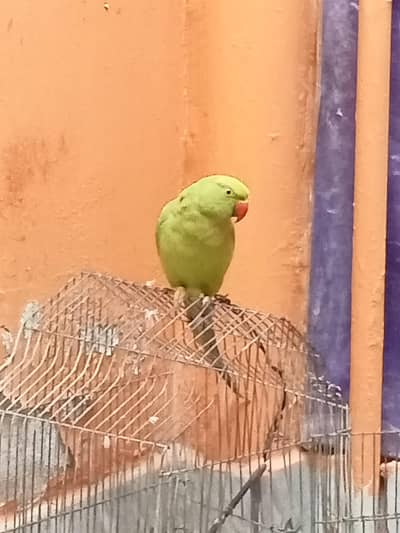 Green Parrot