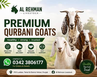 Premium Quality Qurbani Goats Available