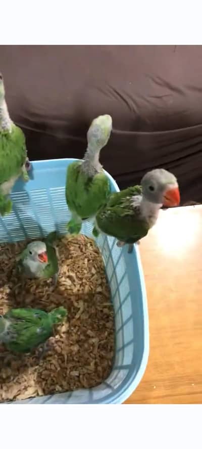 Ringneck parrot bebby healthy active