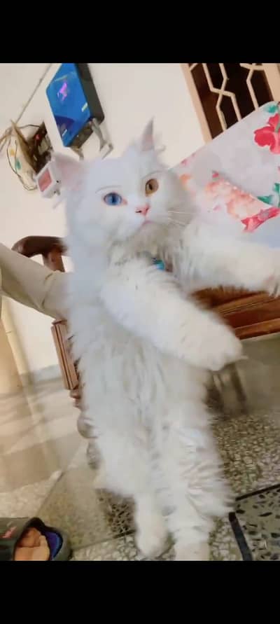 Persian female cat in two color eyes