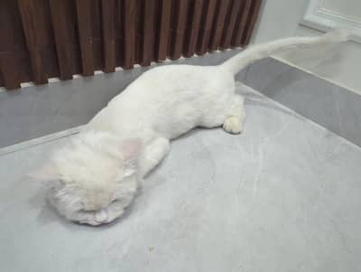 Russian cat