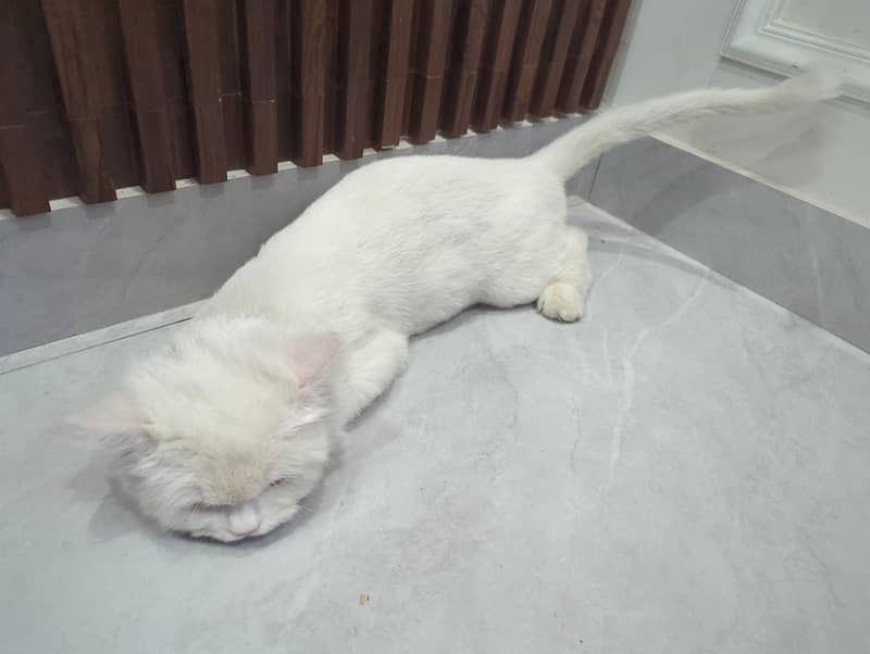 Russian cat 0