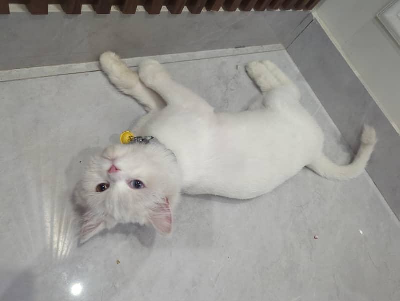 Russian cat 1