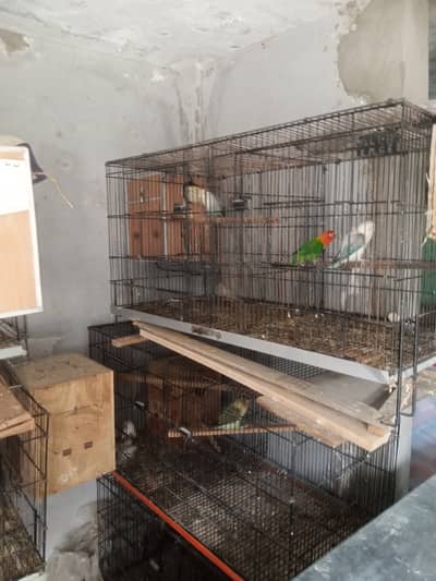 Lovebird Breeding pairs