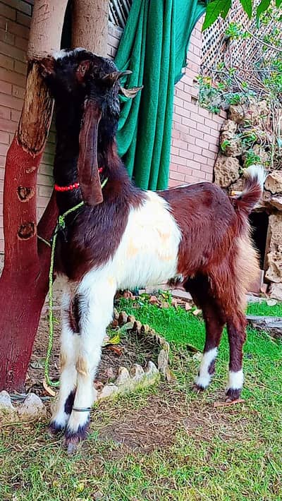 2 Danth bakra for sale