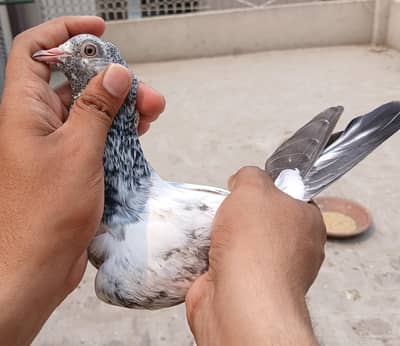 baby pigeon