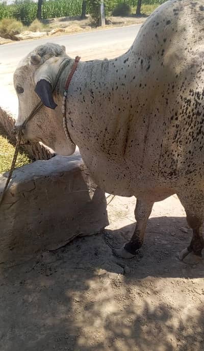 qurbani lagne wala janwar for sale hai contact number 03348310322