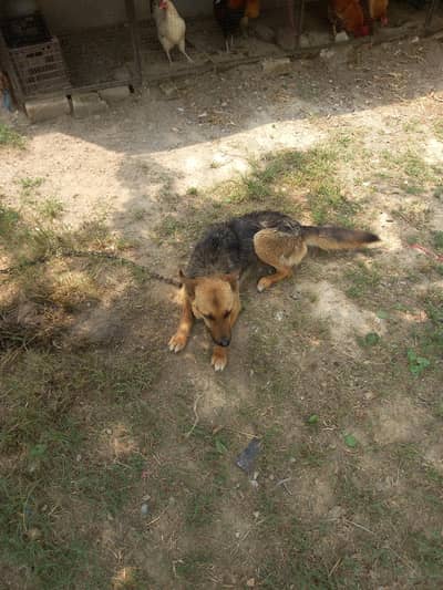 Female german shepherd