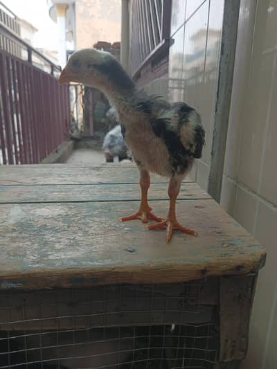 I want to sell my chicks My Whatsapp number 03711990544