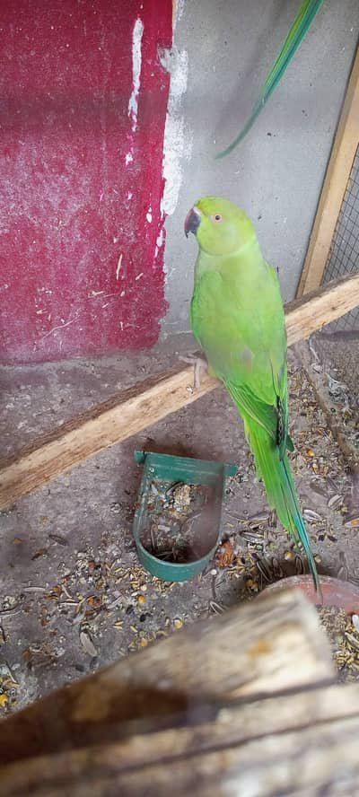 female breeder