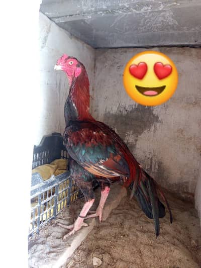 Aseel Patha available for sale