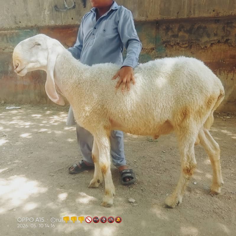 Sheep 2