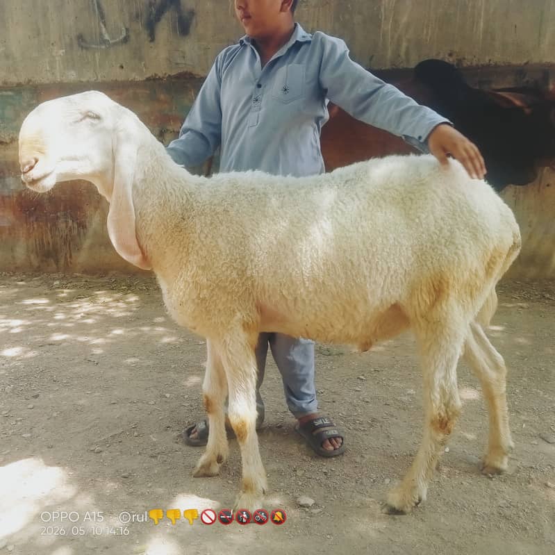Sheep 3
