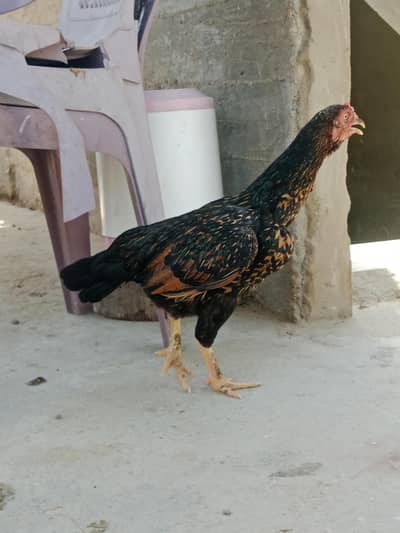 tevar hasil Sindhi nasl ka Ande wali murgi