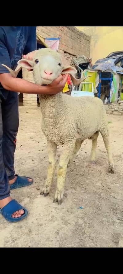 Qurbani sheep