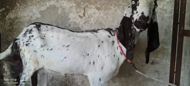beautiful goat