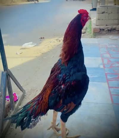 High quality lakha murgha