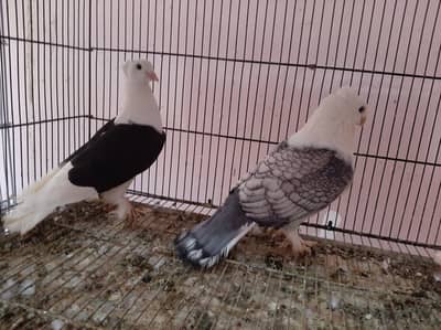 Sentient Pigeons for sale