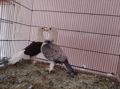 Sentient Pigeons for sale