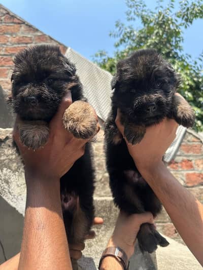 imported bloodline puppies