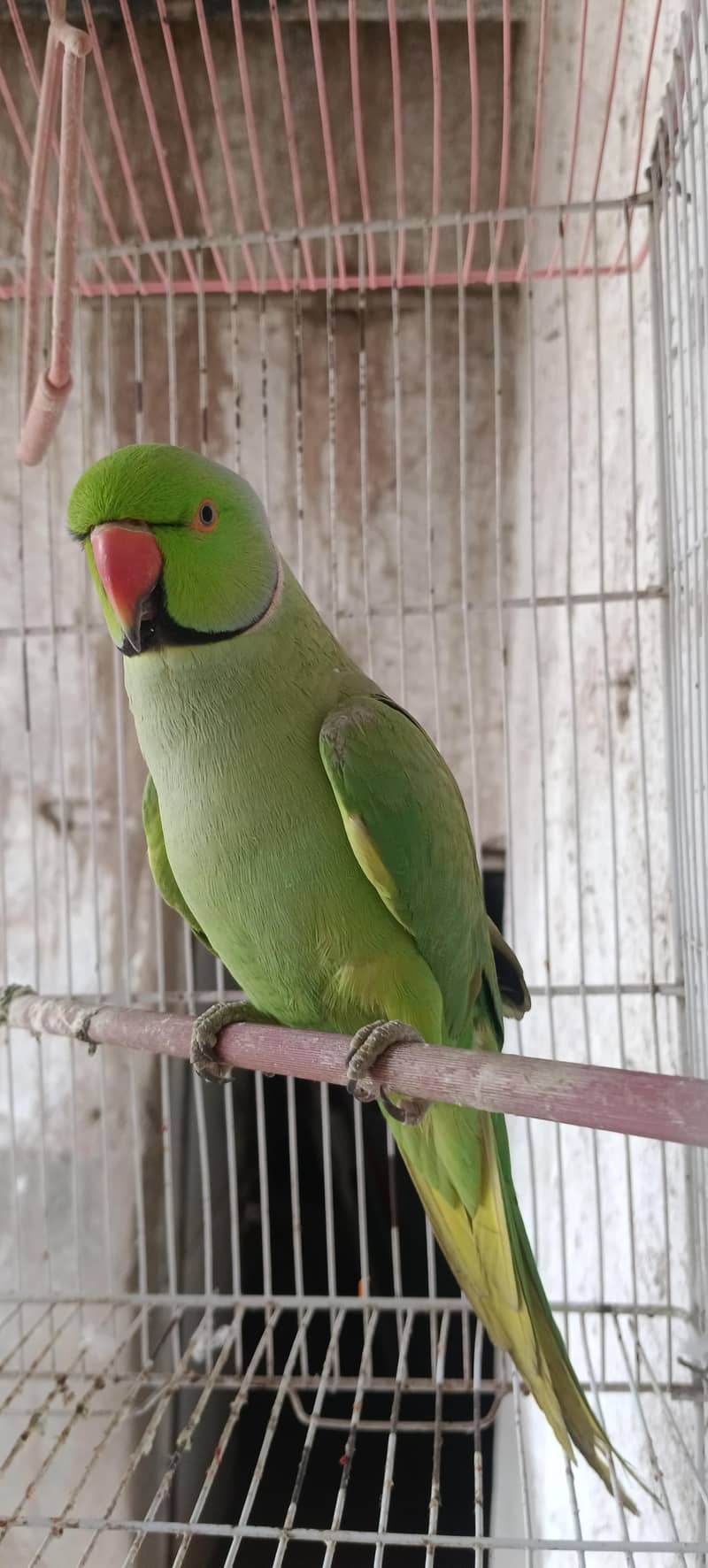 Talking parrot 0