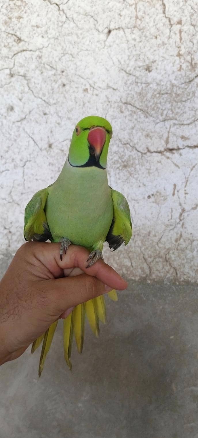 Talking parrot 1