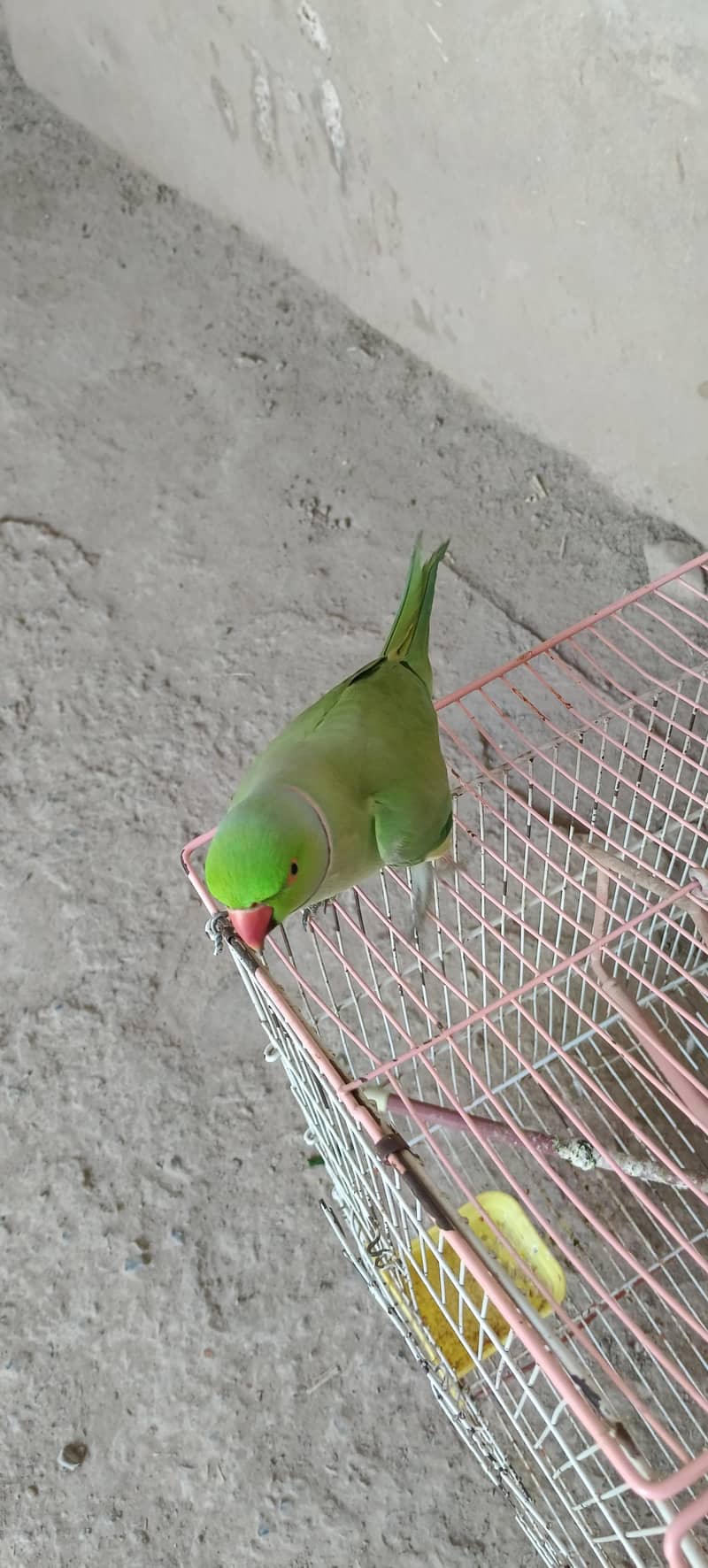 Talking parrot 2