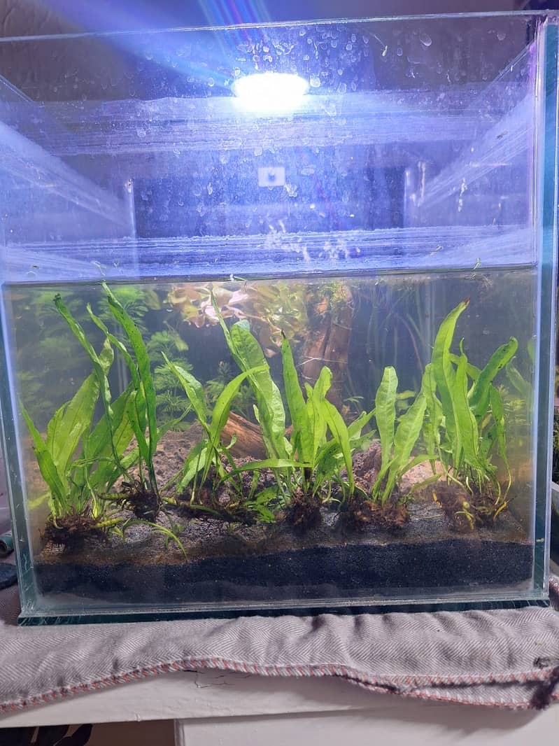 Fish Accessories 3