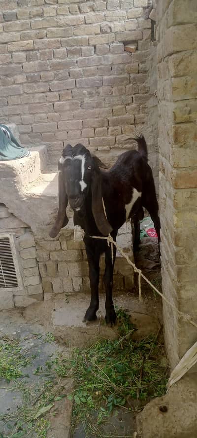 Top quality betal bakra for sale