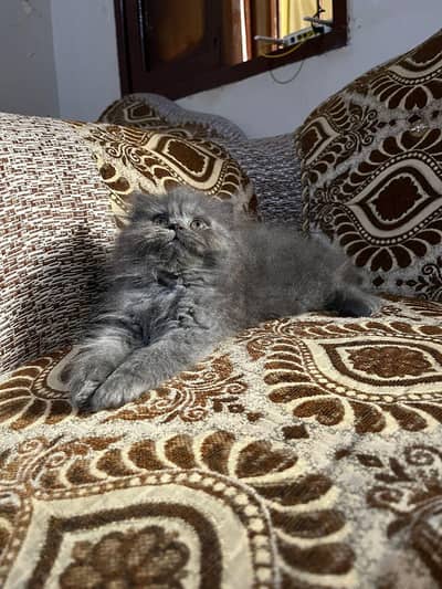 Triple coated kitten