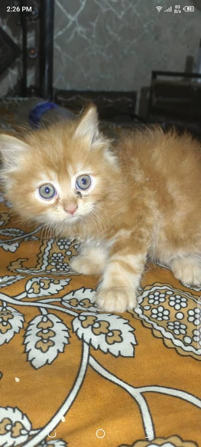 Persian