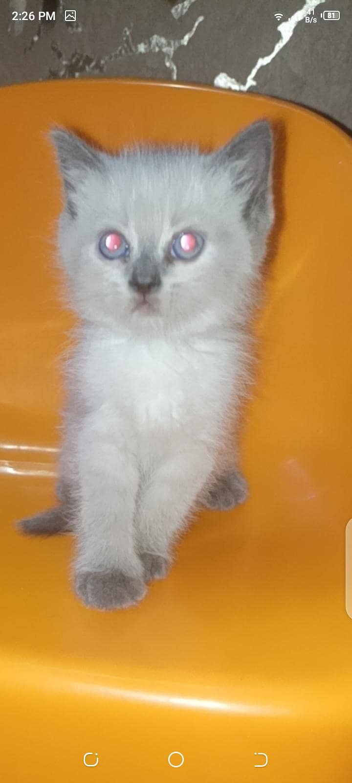 Persian 1