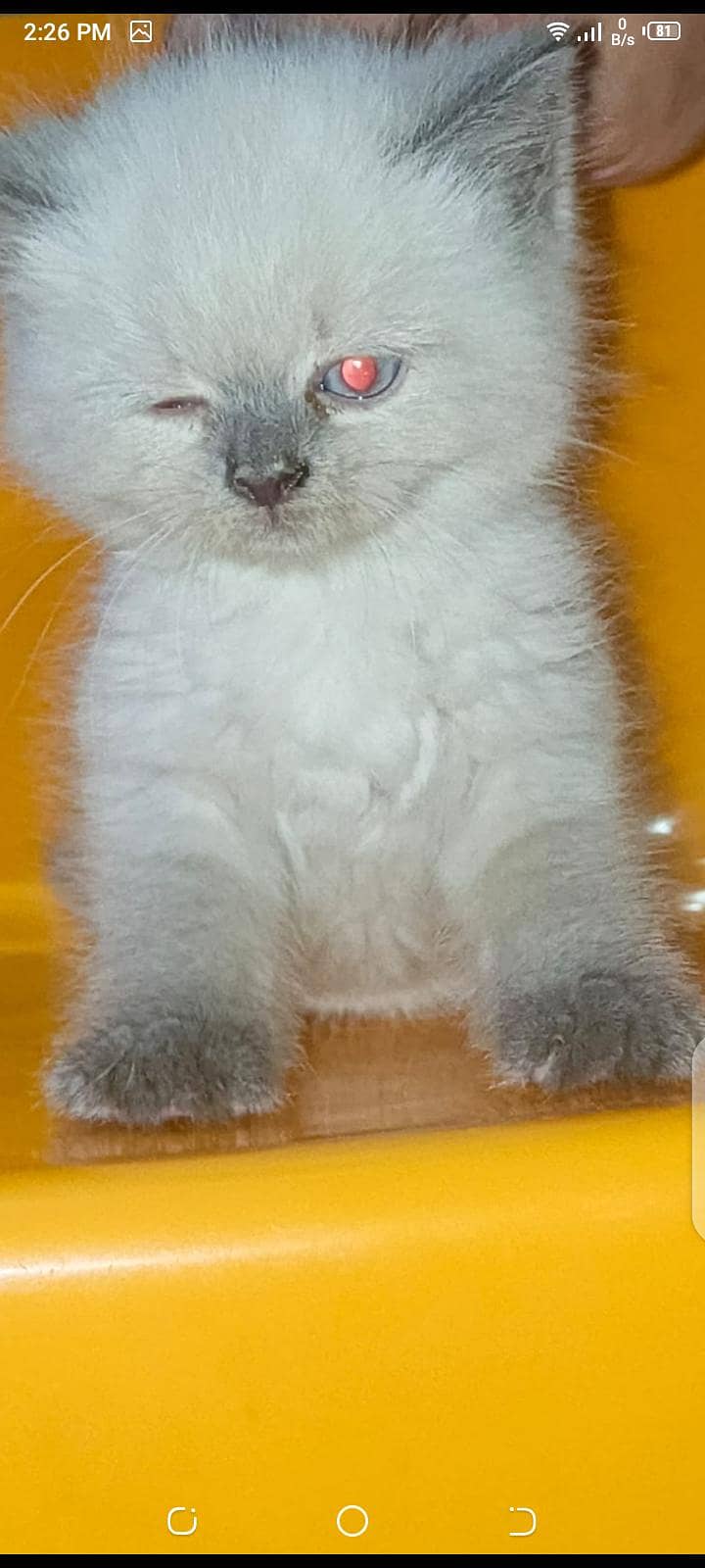 Persian 2